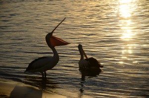 Campervan Converts - Noosa pelicans