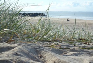 Campervan Converts - Noosa beach